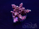 WYSIWYG Acropora granulosa 15G11 Mariculture acclimaté led
