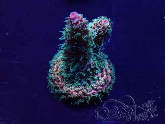 WYSIWYG Acropora 15G12 Mariculture acclimaté led