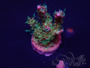 WYSIWYG Acropora millepora Mariculture acclimated LED