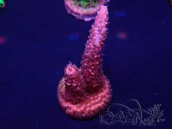 WYSIWYG Acropora millepora Mariculture acclimated LED