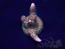 WYSIWYG Acropora millepora Mariculture acclimated LED
