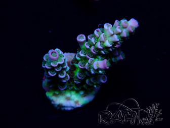 WYSIWYG Acropora millepora Mariculture acclimated LED