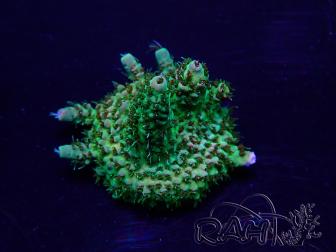WYSIWYG Acropora 15H5 Mariculture acclimaté led