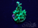 WYSIWYG Acropora Marikultur akklimatisiert LED