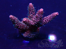 WYSIWYG Acropora Marikultur akklimatisiert LED