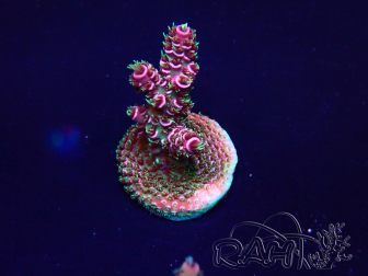 WYSIWYG Acropora Marikultur akklimatisiert LED