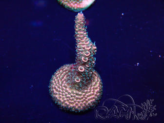 WYSIWYG Acropora 15H10 Mariculture acclimaté led