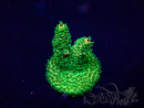 WYSIWYG Acropora 15H11 Mariculture acclimaté led