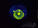 WYSIWYG - Zoanthus Corona 40J4