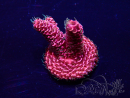 WYSIWYG Acropora millepora Mariculture acclimaté led