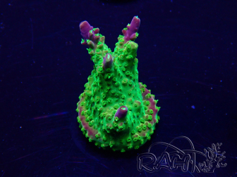 WYSIWYG Acropora 15I2 Mariculture acclimaté led