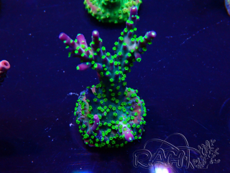 WYSIWYG Acropora millepora 15I3 Mariculture acclimaté led