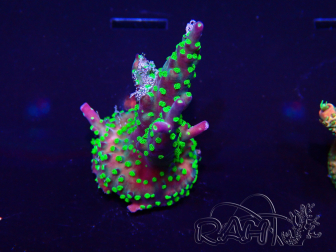 WYSIWYG Acropora 15I4 Mariculture acclimaté led