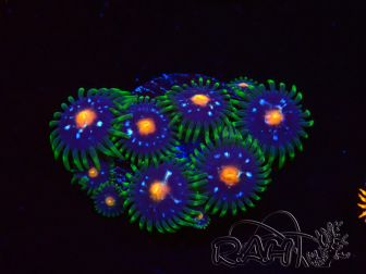 WYSIWYG - JF Zoanthus Stargazer 40K6