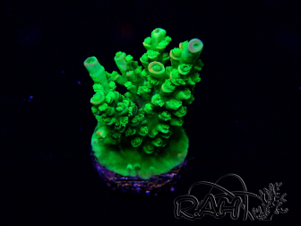 WYSIWYG Acropora millepora 15I5 Mariculture acclimaté led