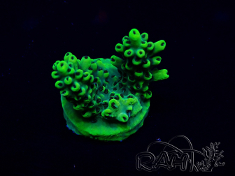 WYSIWYG Acropora millepora 15I6 Mariculture acclimaté led