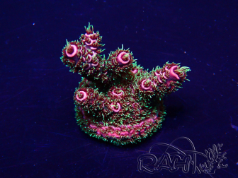 WYSIWYG Acropora 15I7 Mariculture acclimaté led