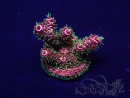 WYSIWYG Acropora 15I7 Mariculture acclimaté led