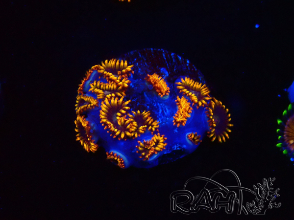 WYSIWYG - Zoanthus Rainbow Hornet 40K11
