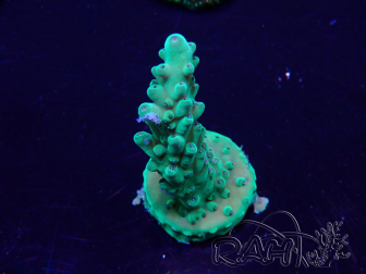 WYSIWYG Acropora Marikultur akklimatisiert LED