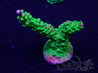 WYSIWYG Acropora millepora Mariculture acclimated LED