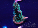 WYSIWYG Acropora spathulata Mariculture acclimated LED