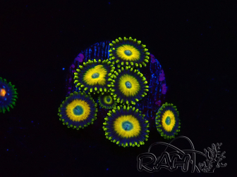 WYSIWYG Zoanthus Scrambled Eggs