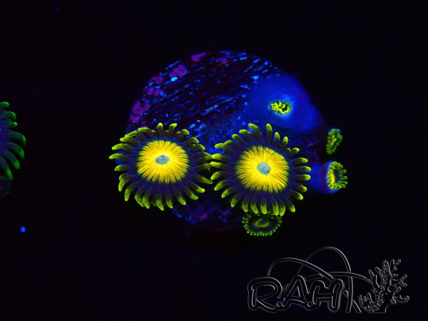 WYSIWYG Zoanthus Scrambled Eggs
