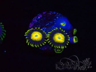 WYSIWYG Zoanthus Scrambled Eggs 40L11