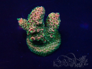 WYSIWYG Acropora Mariculture acclimaté led