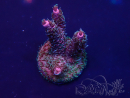 WYSIWYG Acropora Marikultur akklimatisiert LED