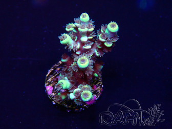 WYSIWYG Acropora Mariculture acclimaté led
