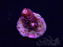 WYSIWYG Acropora Marikultur akklimatisiert LED