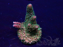 WYSIWYG Acropora millepora 15J5 Mariculture acclimaté led