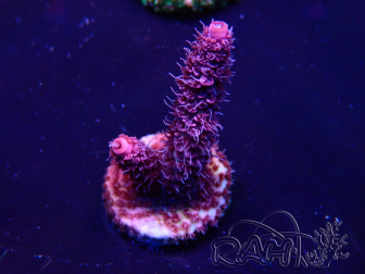 WYSIWYG Acropora Marikultur akklimatisiert LED