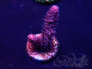 WYSIWYG Acropora Mariculture acclimaté led