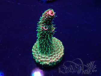 WYSIWYG Acropora Maricoltura acclimatata a LED