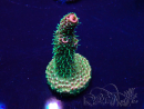WYSIWYG Acropora Maricoltura acclimatata a LED