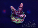 WYSIWYG AcroporaMariculture acclimated LED