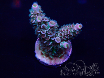 WYSIWYG Acropora tenuis 15K2 Mariculture acclimaté led