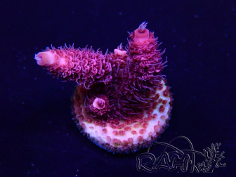 WYSIWYG Acropora millepora Mariculture acclimated LED