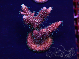 WYSIWYG Acropora tenuis Maricultura aclimatado led