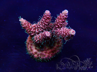 WYSIWYG Acropora akklimatisiert LED