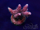WYSIWYG Acropora akklimatisiert LED