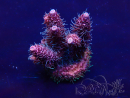 WYSIWYG AcroporaMariculture acclimated LED