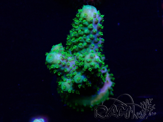 WYSIWYG Acropora 15K10 Mariculture acclimaté led
