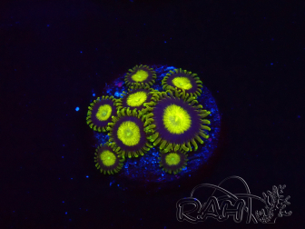 WYSIWYG - Zoanthus King Midas 40R3