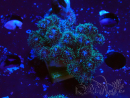 WYSIWYG Pocillopora damicornis rosa
