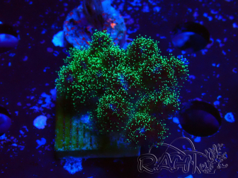 WYSIWYG Pocillopora damicormis Gold insane