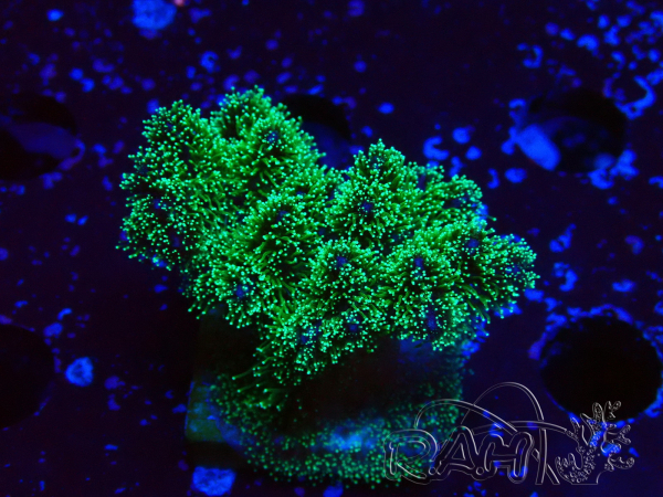 WYSIWYG Pocillopora damicornis tricolor